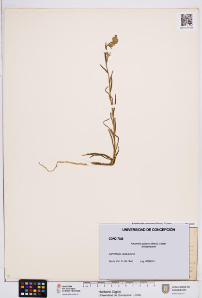 Amsinckia calycina [Espécimen: ]