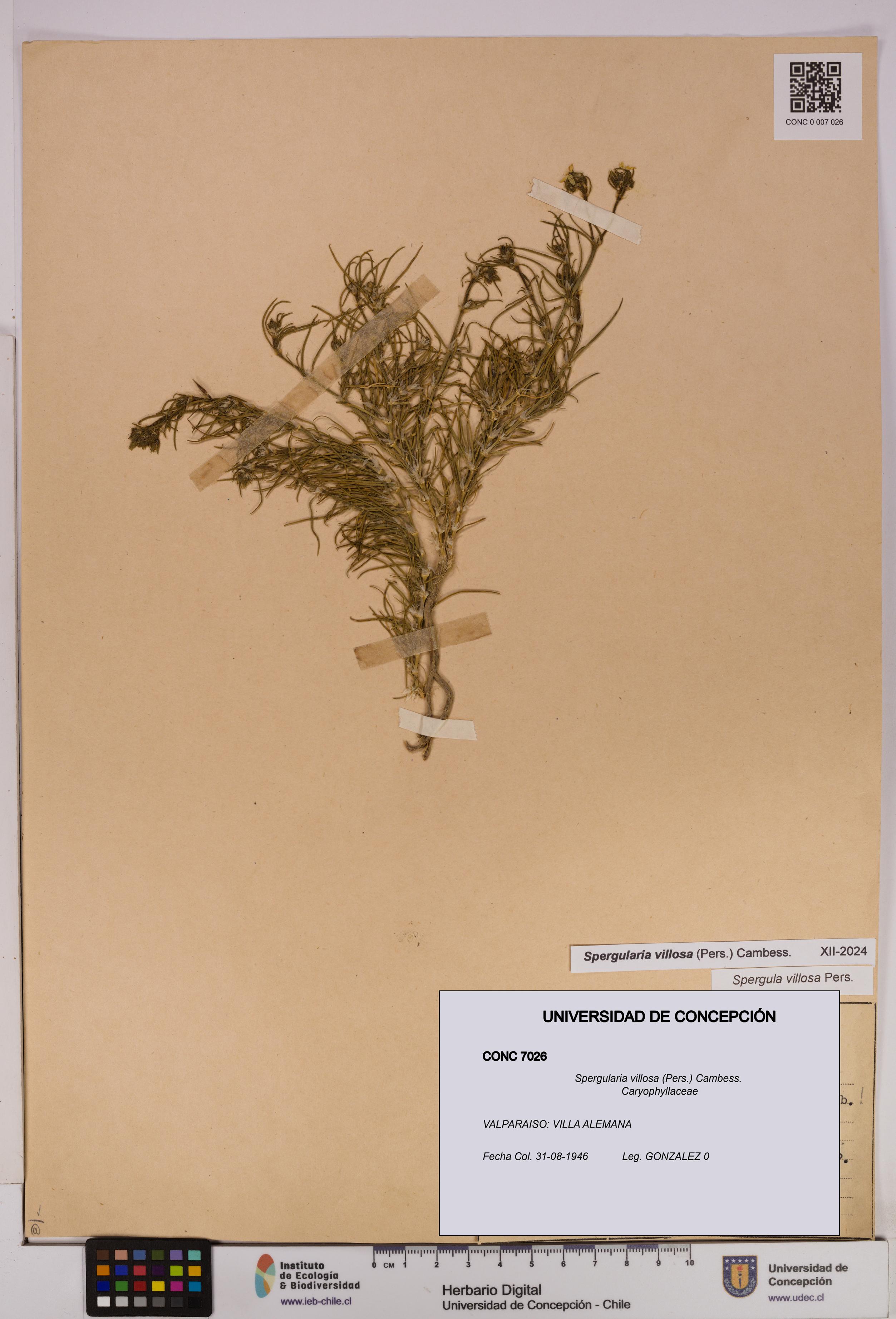 Spergularia villosa [Espécimen: UDEC:CONC:0007026]