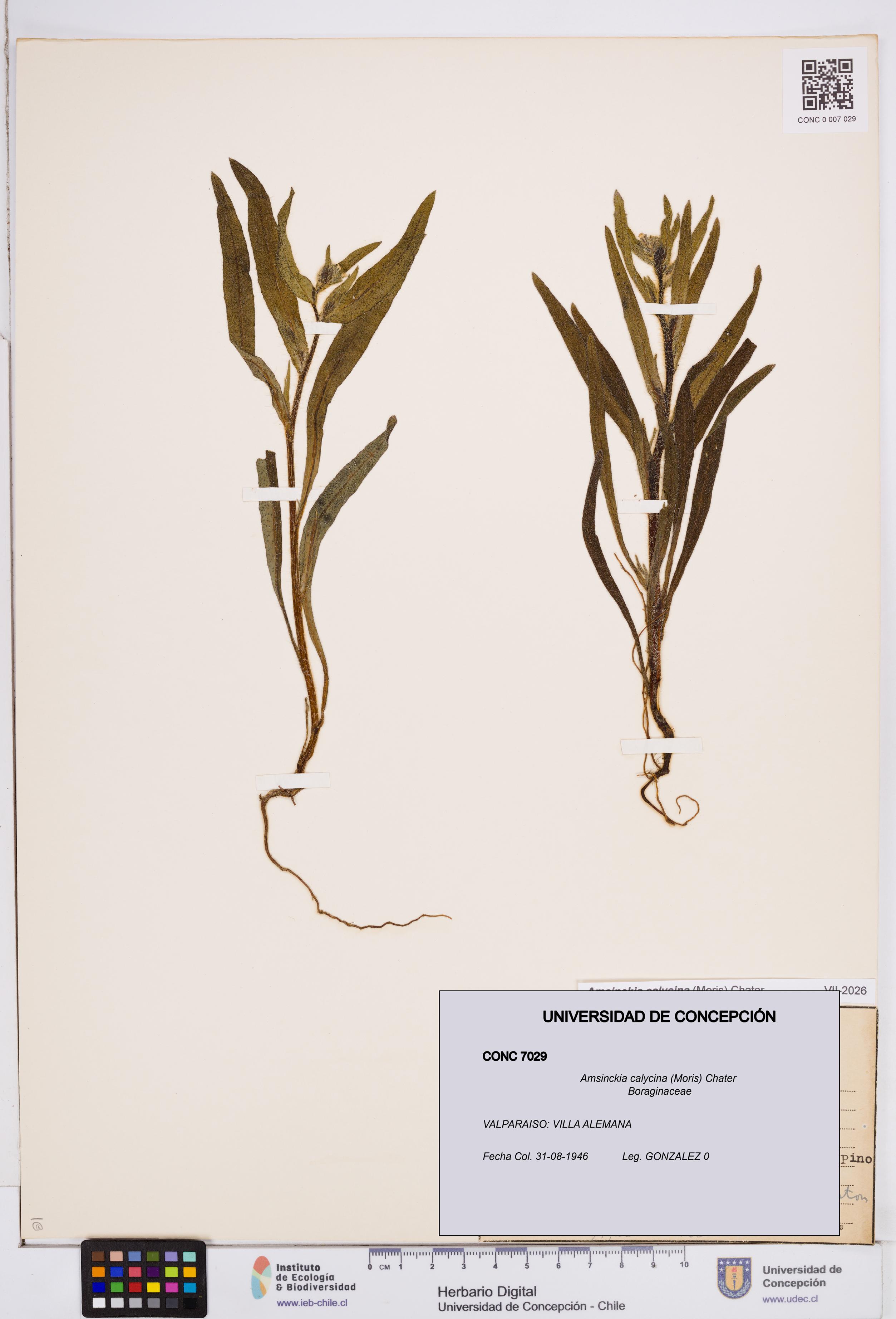 Amsinckia calycina [Espécimen: ]