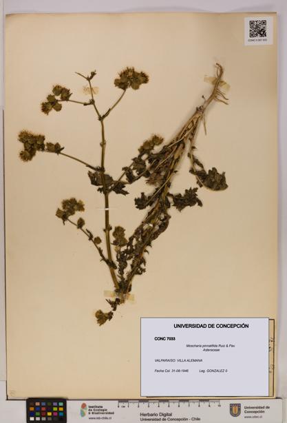 Moscharia pinnatifida [Espécimen: UDEC:CONC:0007033]