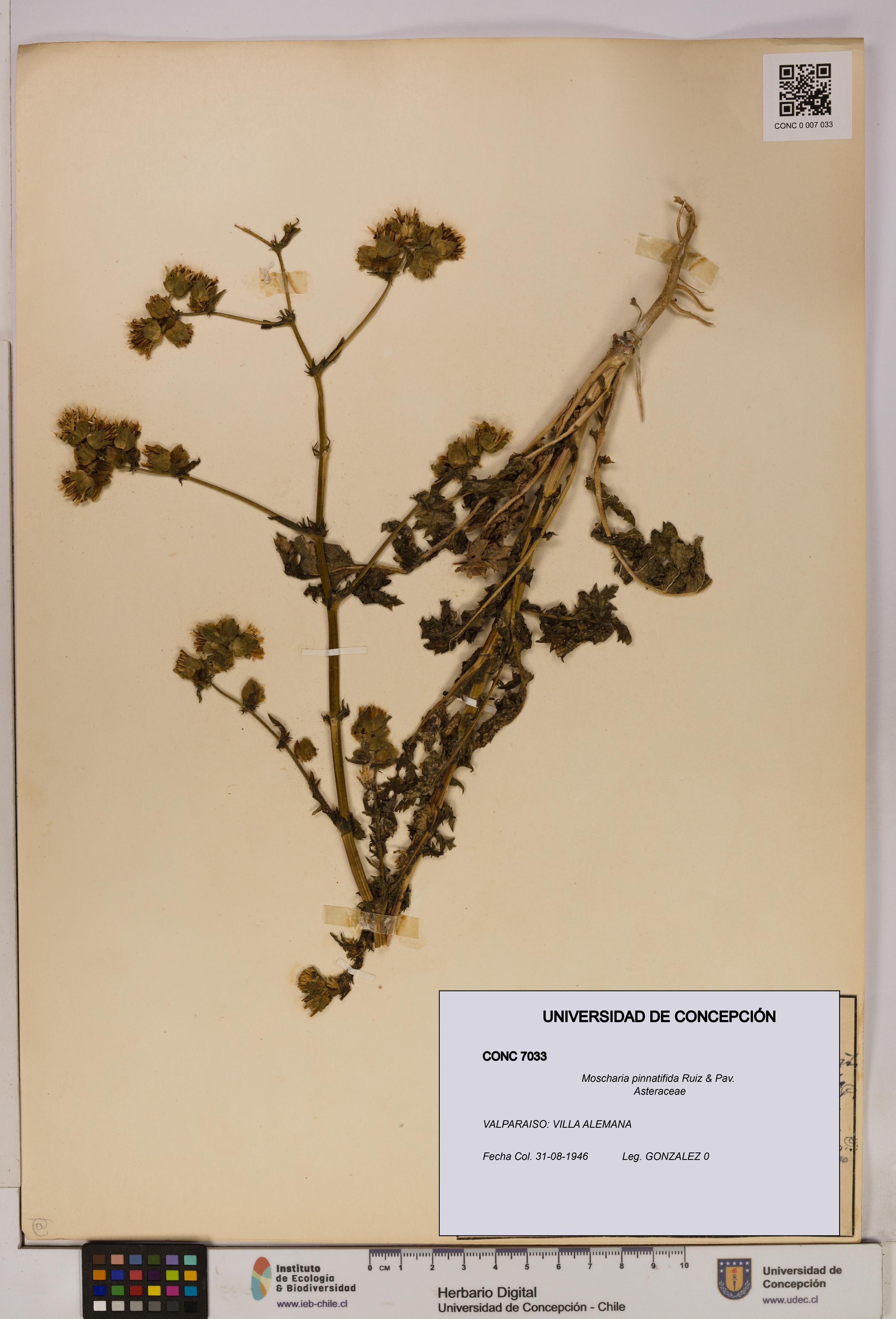 Moscharia pinnatifida [Espécimen: UDEC:CONC:0007033]