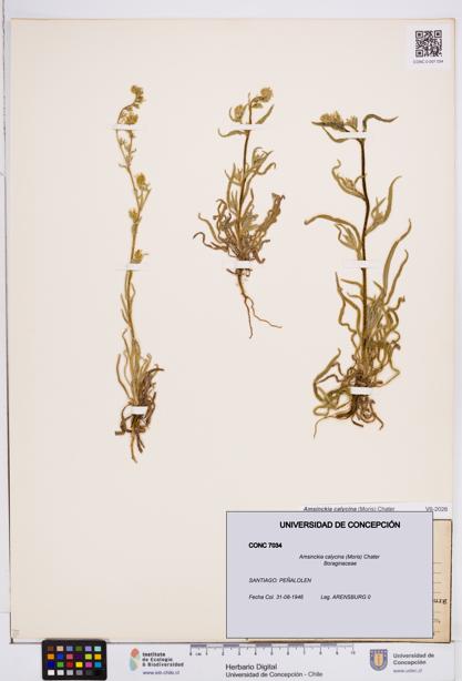 Amsinckia calycina [Espécimen: ]