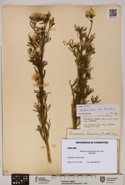 Baccharis linearis [Espécimen: UDEC:CONC:0007035]
