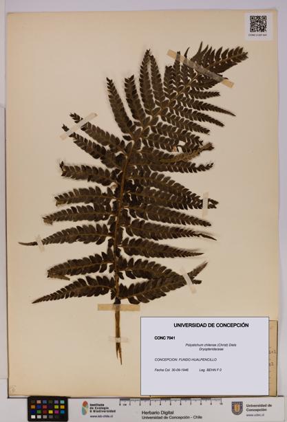 Polystichum chilense [Espécimen: UDEC:CONC:0007041]