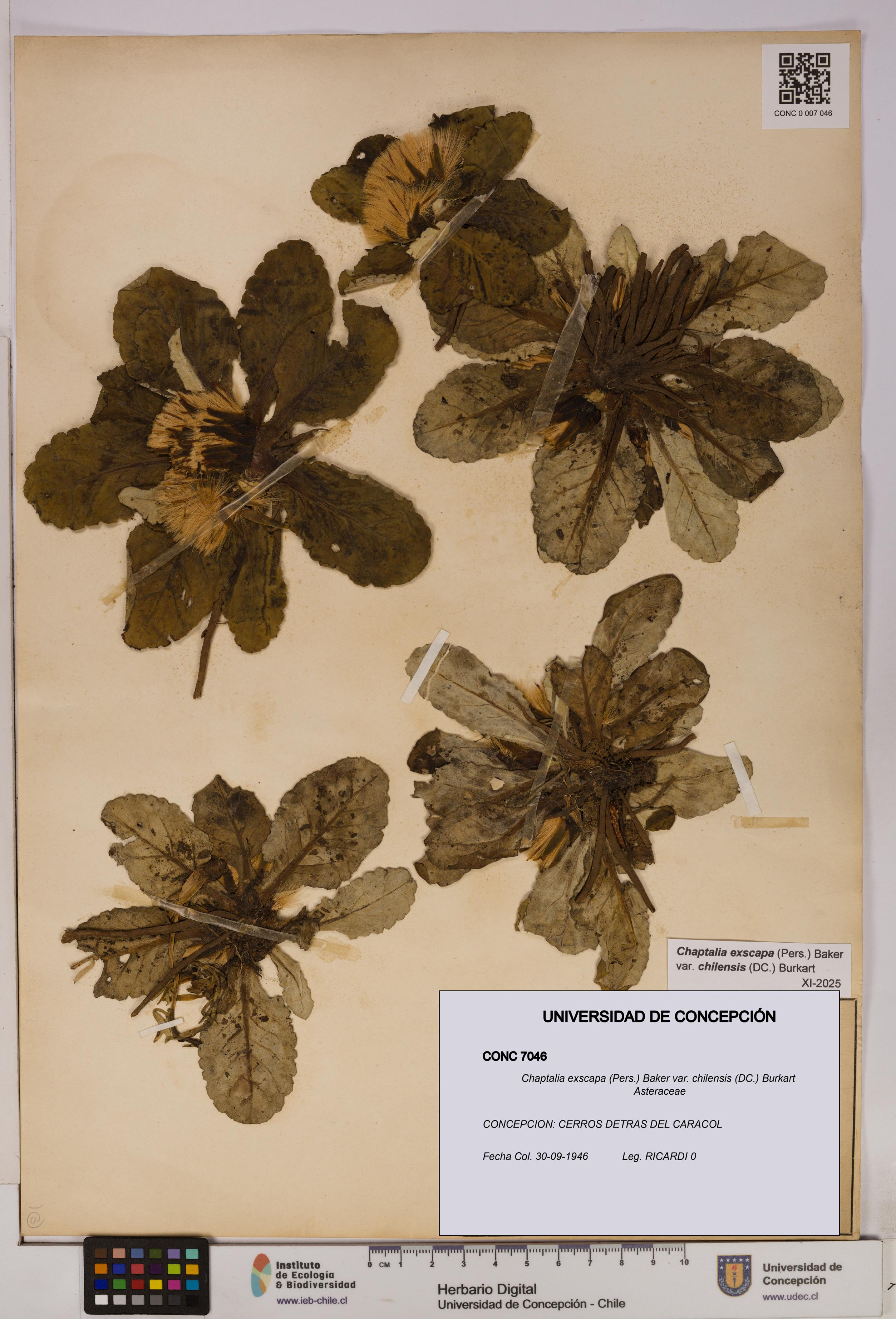 Chaptalia exscapa var. chilensis [Espécimen: UDEC:CONC:0007046]