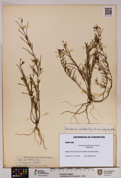 Camissonia dentata [Espécimen: UDEC:CONC:0007049]
