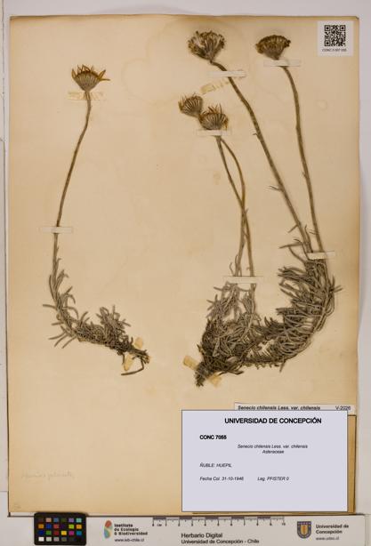 Senecio chilensis var. chilensis [Espécimen: UDEC:CONC:0007055]