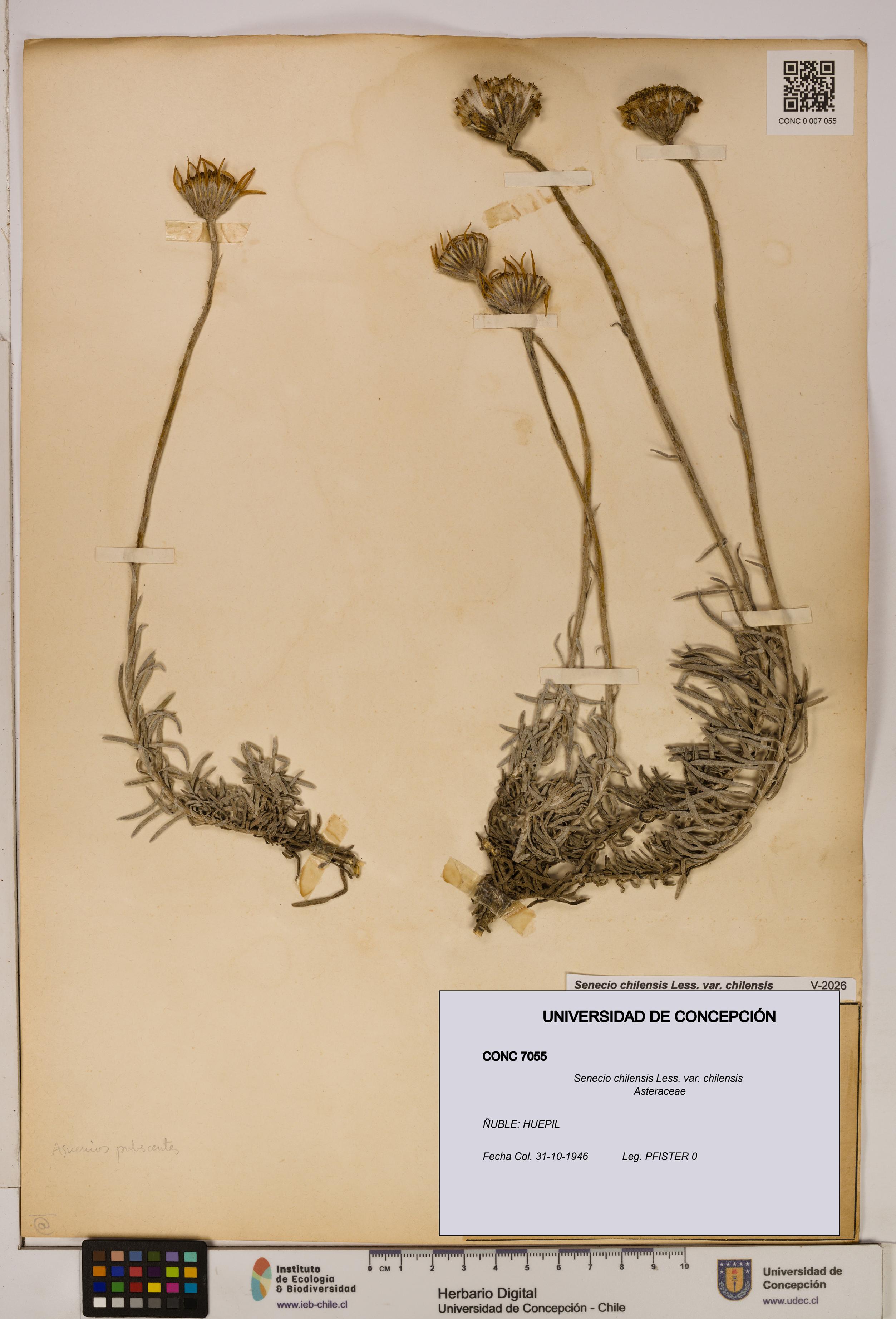 Senecio chilensis var. chilensis [Espécimen: UDEC:CONC:0007055]