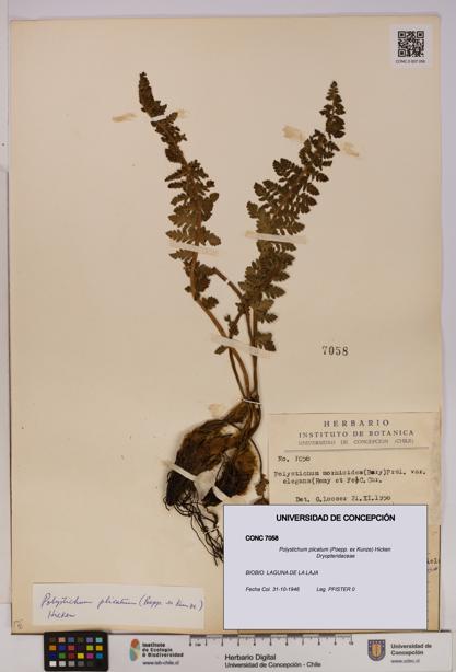 Polystichum plicatum [Espécimen: UDEC:CONC:0007058]