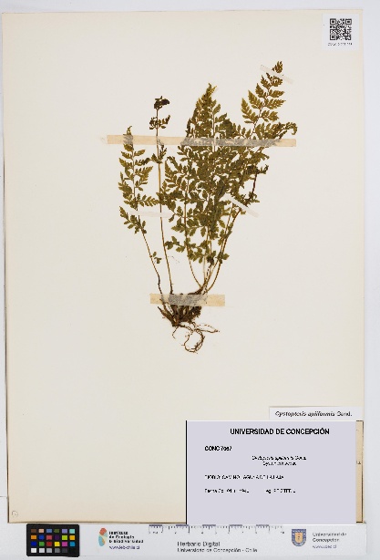 Cystopteris apiiformis [Espécimen: UDEC:CONC:0007067]