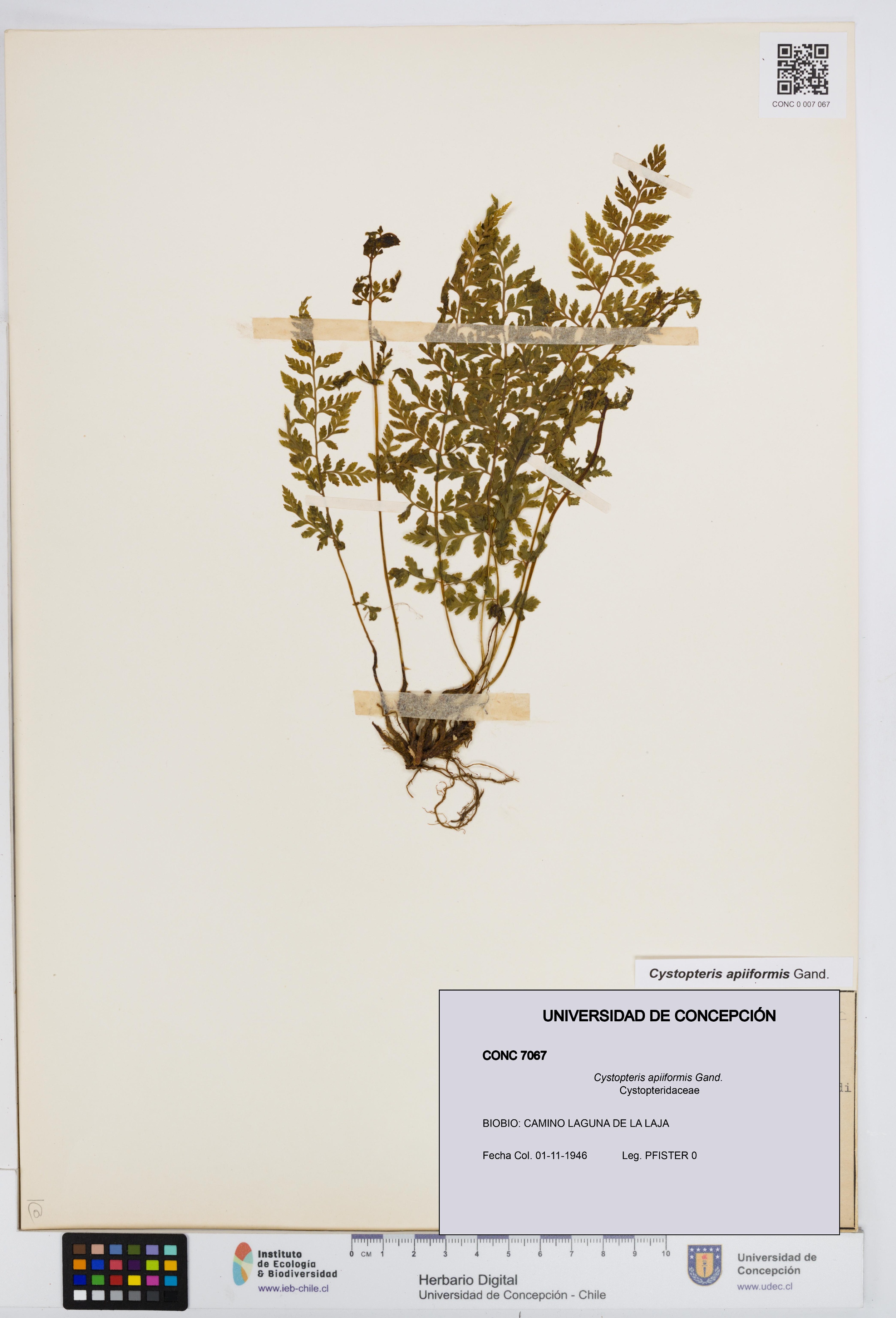 Cystopteris apiiformis [Espécimen: UDEC:CONC:0007067]