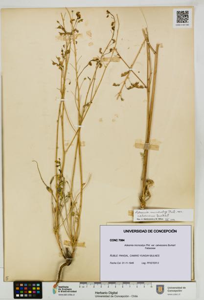 Adesmia microcalyx [Espécimen: UDEC:CONC:0007084]