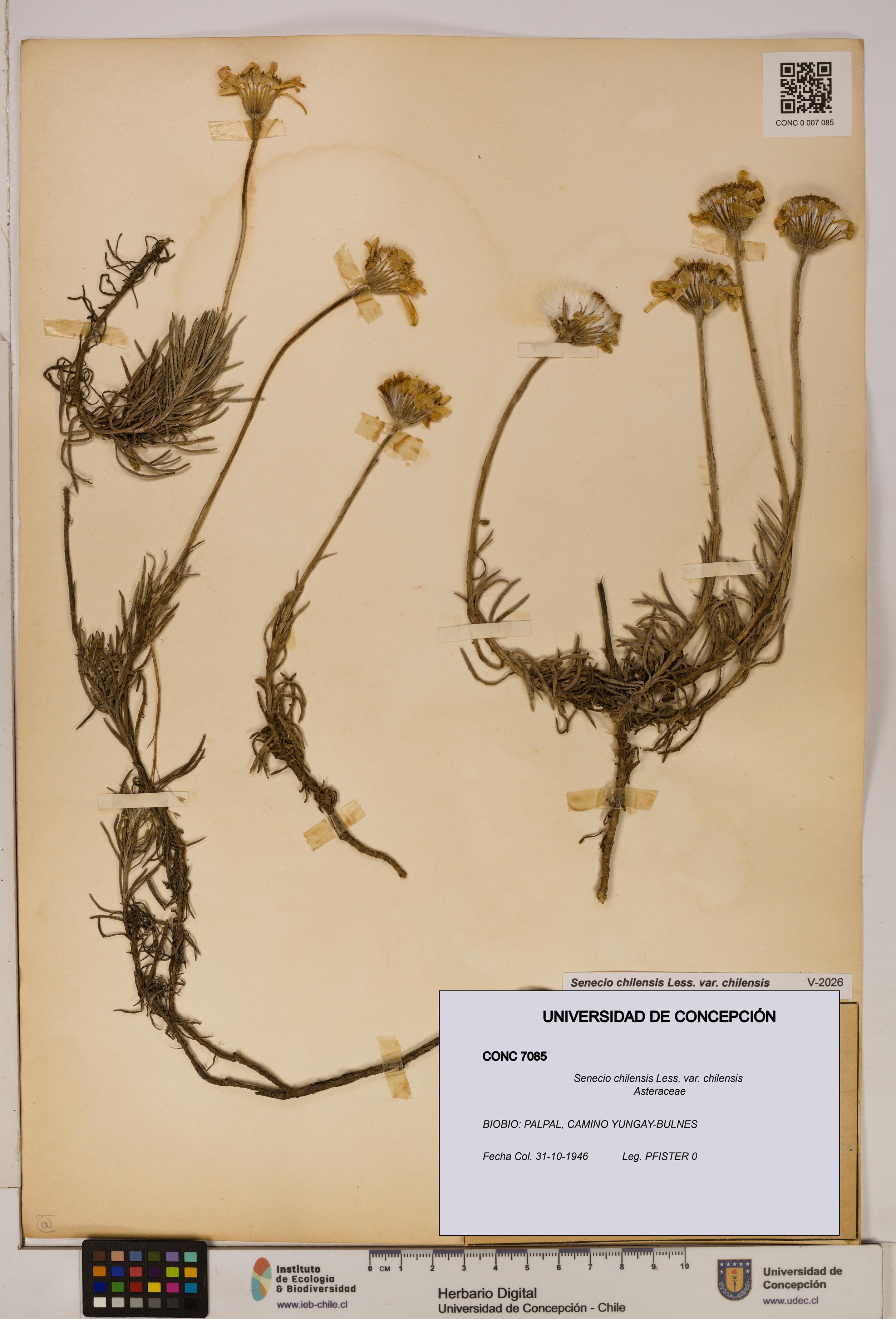 Senecio chilensis var. chilensis [Espécimen: UDEC:CONC:0007085]