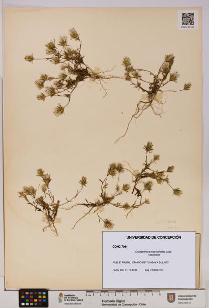 Chaetanthera moenchioides [Espécimen: UDEC:CONC:0007091]