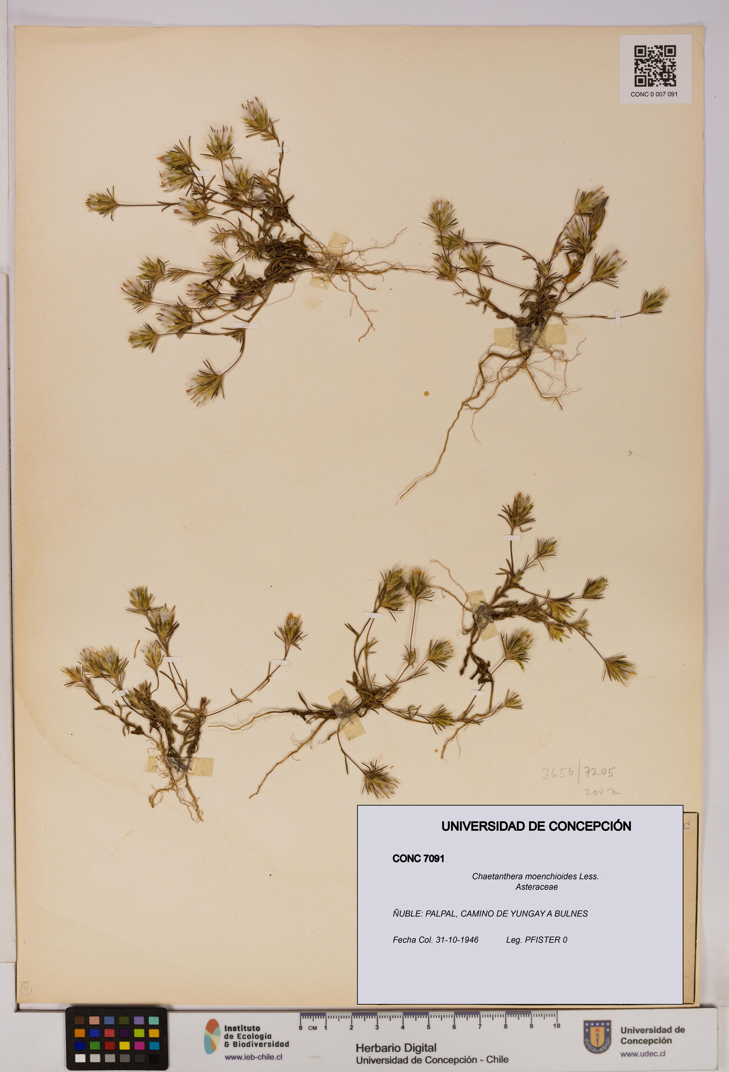 Chaetanthera moenchioides [Espécimen: UDEC:CONC:0007091]