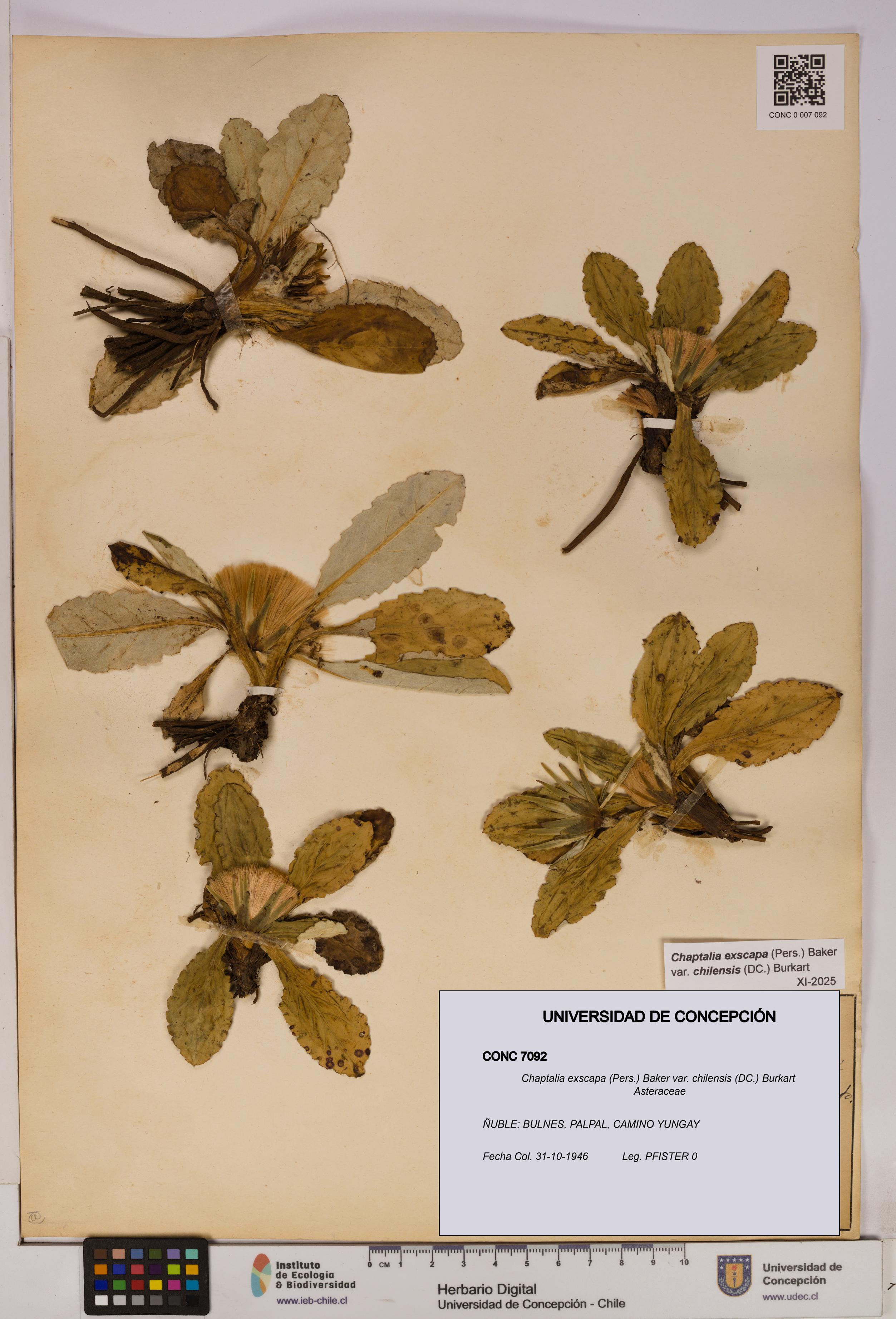 Chaptalia exscapa var. chilensis [Espécimen: UDEC:CONC:0007092]