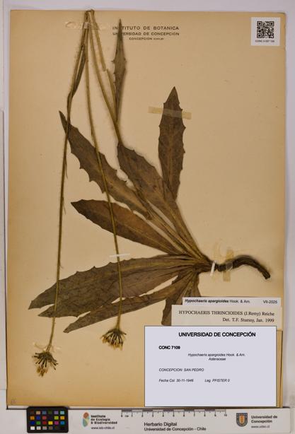 Hypochaeris apargioides [Espécimen: UDEC:CONC:0007109]