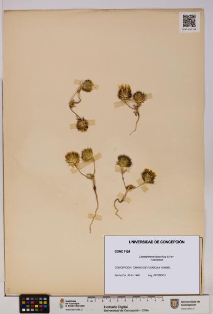 Chaetanthera ciliata [Espécimen: UDEC:CONC:0007128]