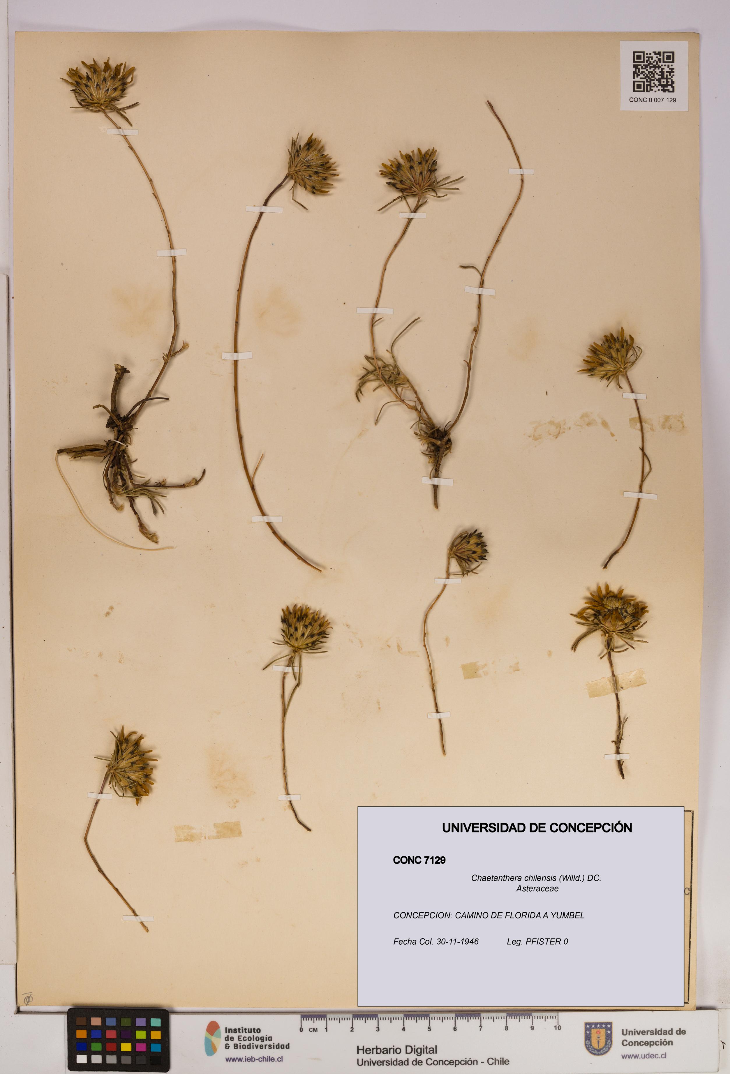 Chaetanthera chilensis [Espécimen: UDEC:CONC:0007129]