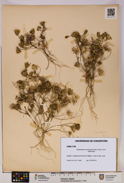 Chaetanthera microphylla [Espécimen: UDEC:CONC:0007130]