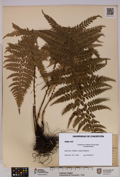 Polystichum chilense [Espécimen: UDEC:CONC:0007137]
