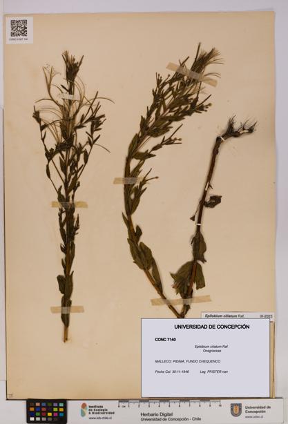Epilobium ciliatum [Espécimen: UDEC:CONC:0007140]