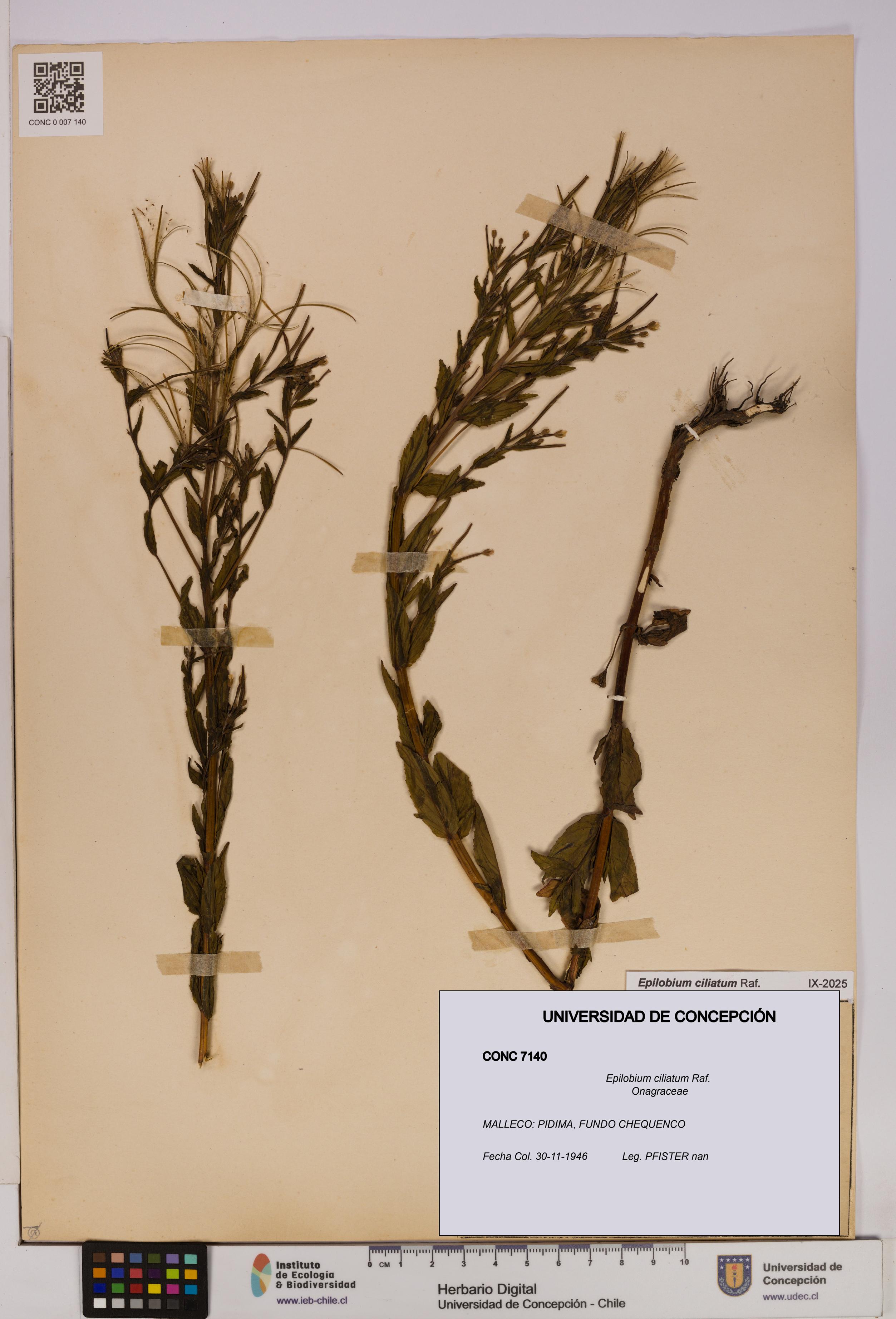 Epilobium ciliatum [Espécimen: UDEC:CONC:0007140]