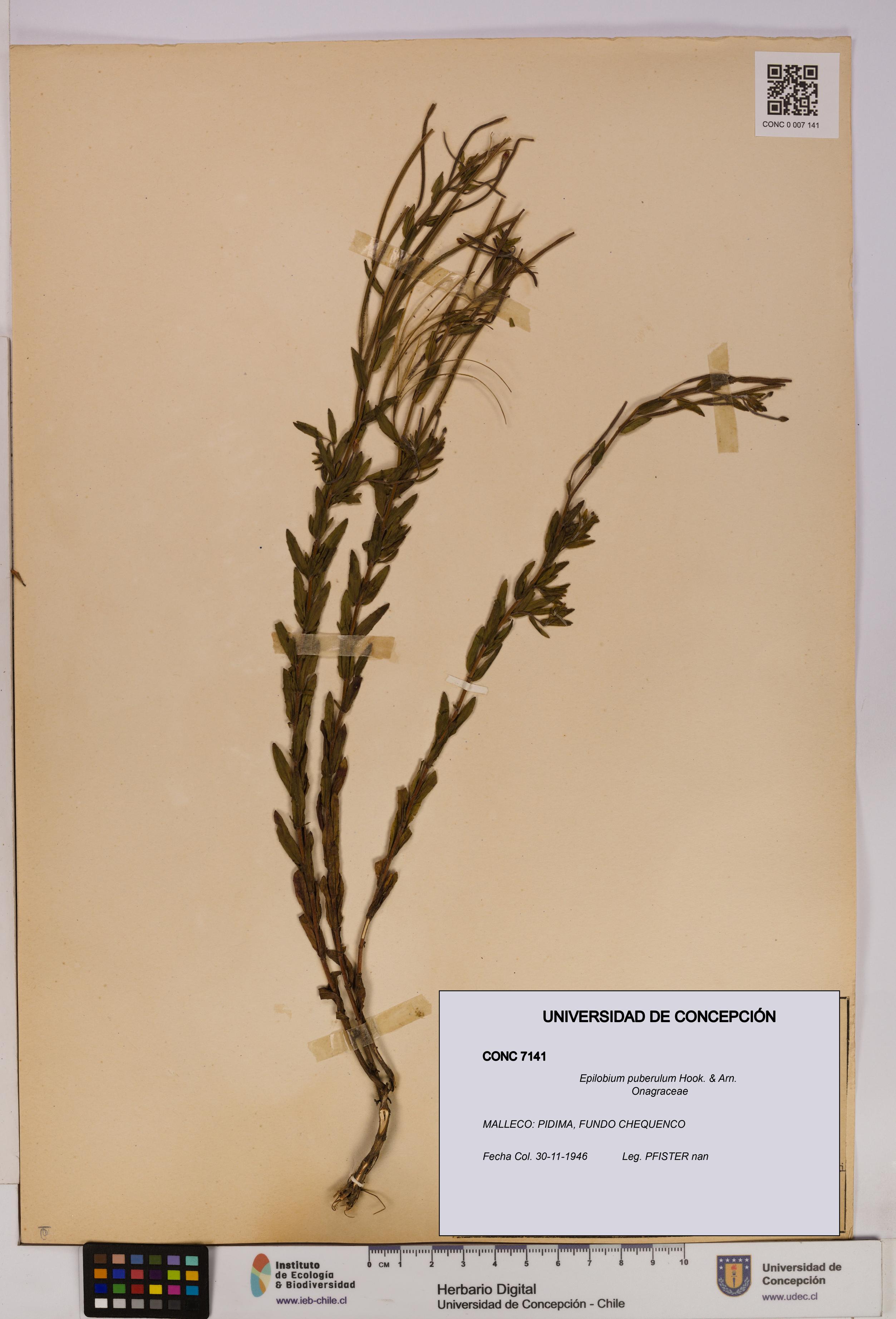 Epilobium puberulum [Espécimen: UDEC:CONC:0007141]