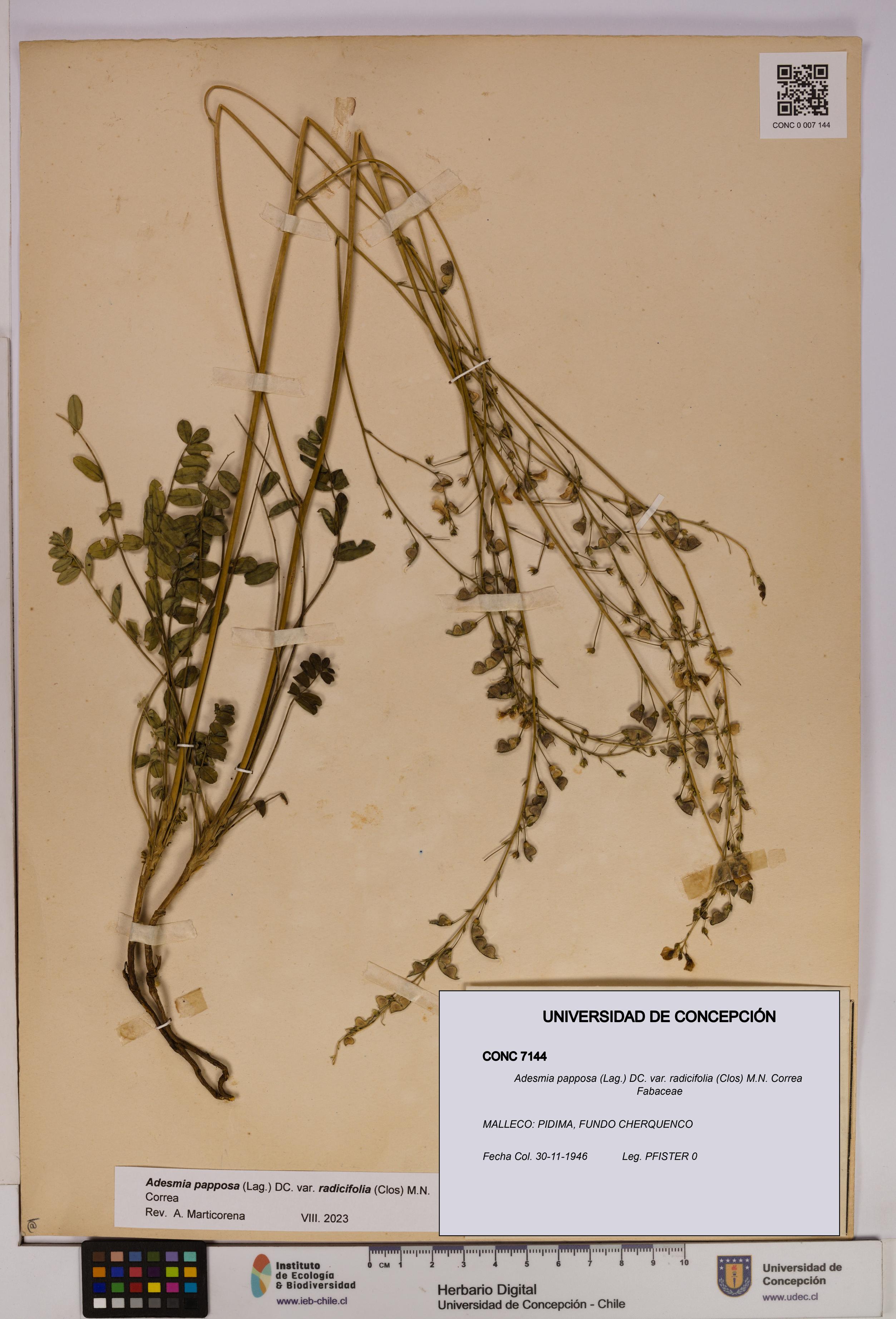 Adesmia papposa var. radicifolia [Espécimen: UDEC:CONC:0007144]
