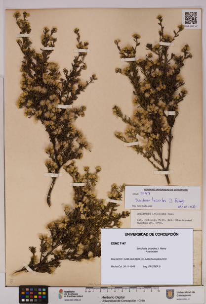 Baccharis lycioides [Espécimen: UDEC:CONC:0007147]