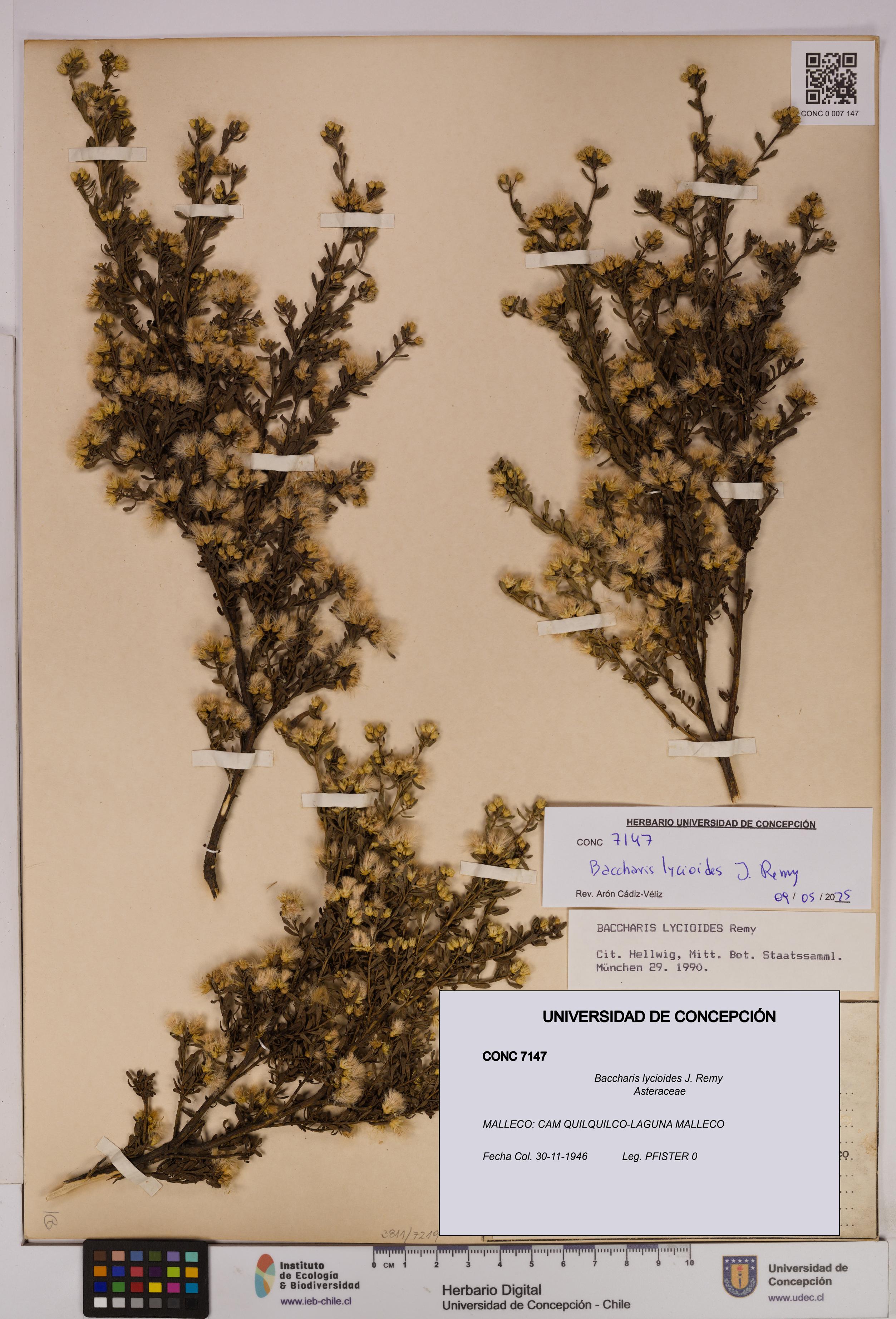 Baccharis lycioides [Espécimen: UDEC:CONC:0007147]