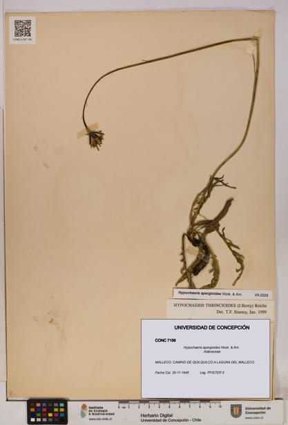 Hypochaeris apargioides [Espécimen: UDEC:CONC:0007156]
