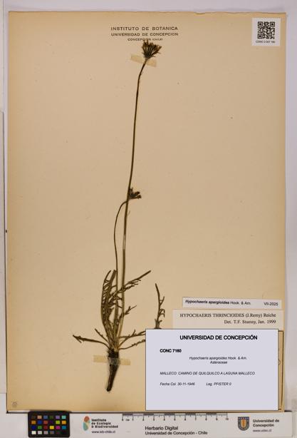 Hypochaeris apargioides [Espécimen: UDEC:CONC:0007160]