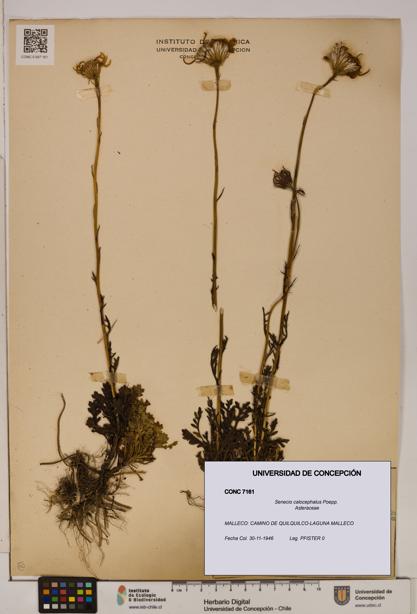 Senecio calocephalus [Espécimen: UDEC:CONC:0007161]