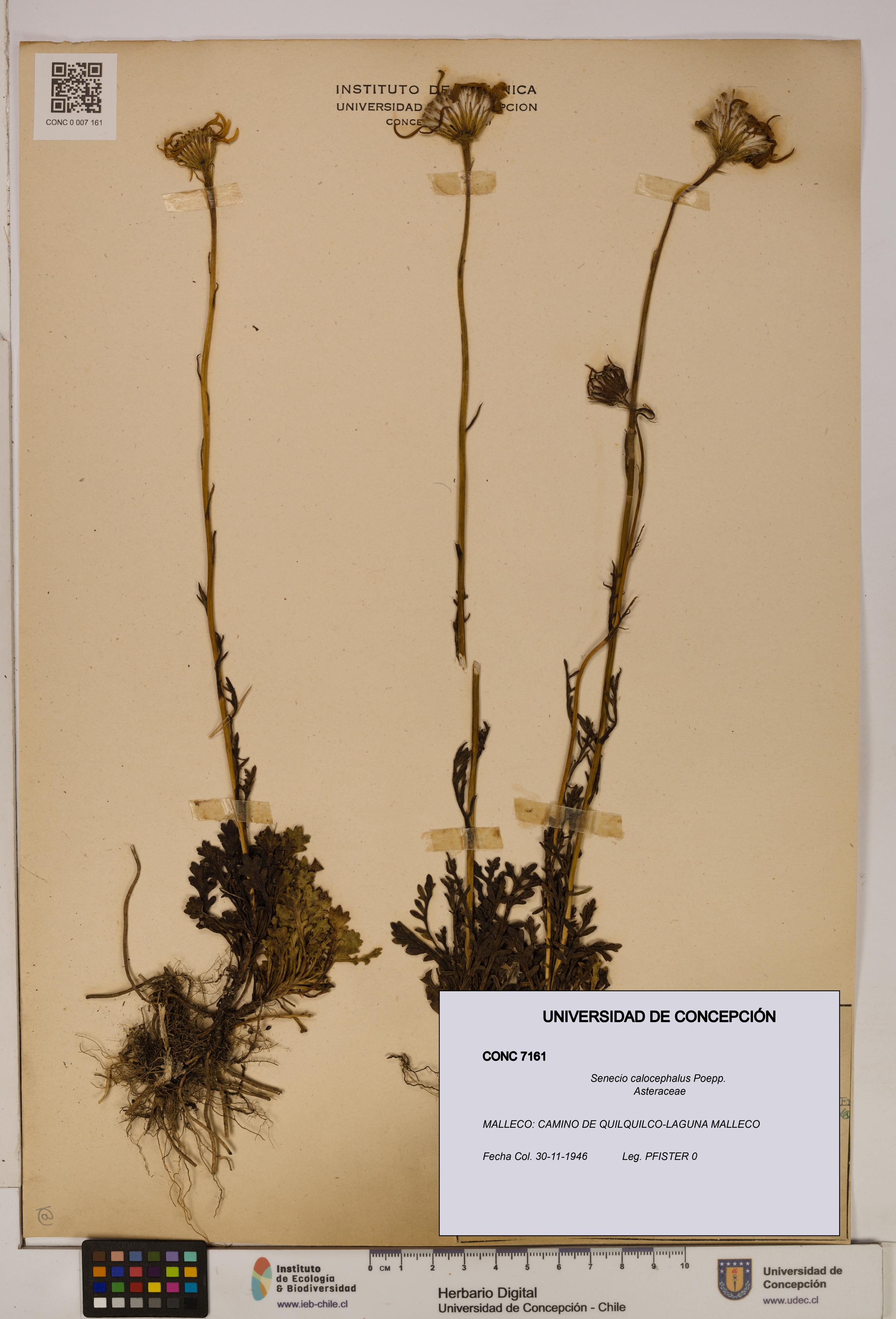 Senecio calocephalus [Espécimen: UDEC:CONC:0007161]