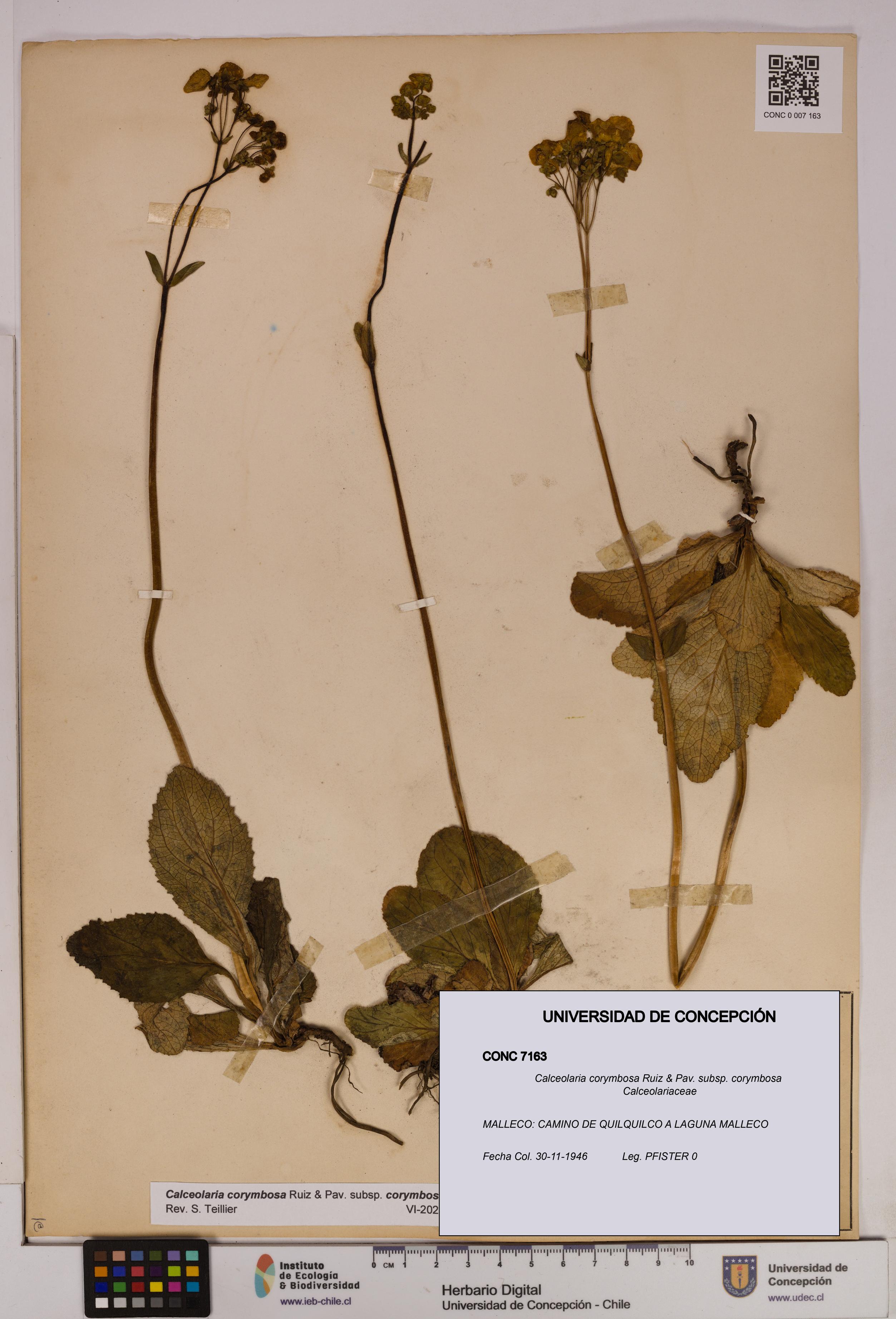 Calceolaria corymbosa [Espécimen: UDEC:CONC:0007163]