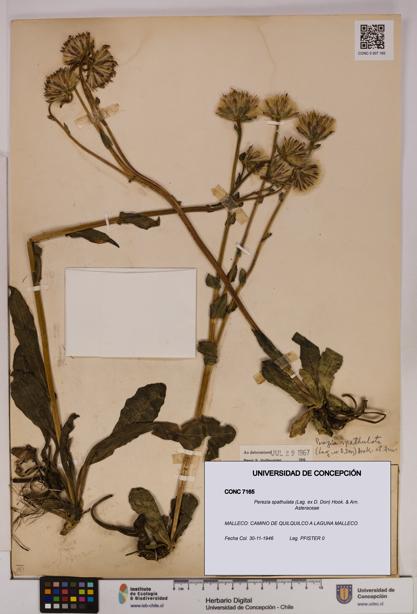 Perezia spathulata [Espécimen: UDEC:CONC:0007165]