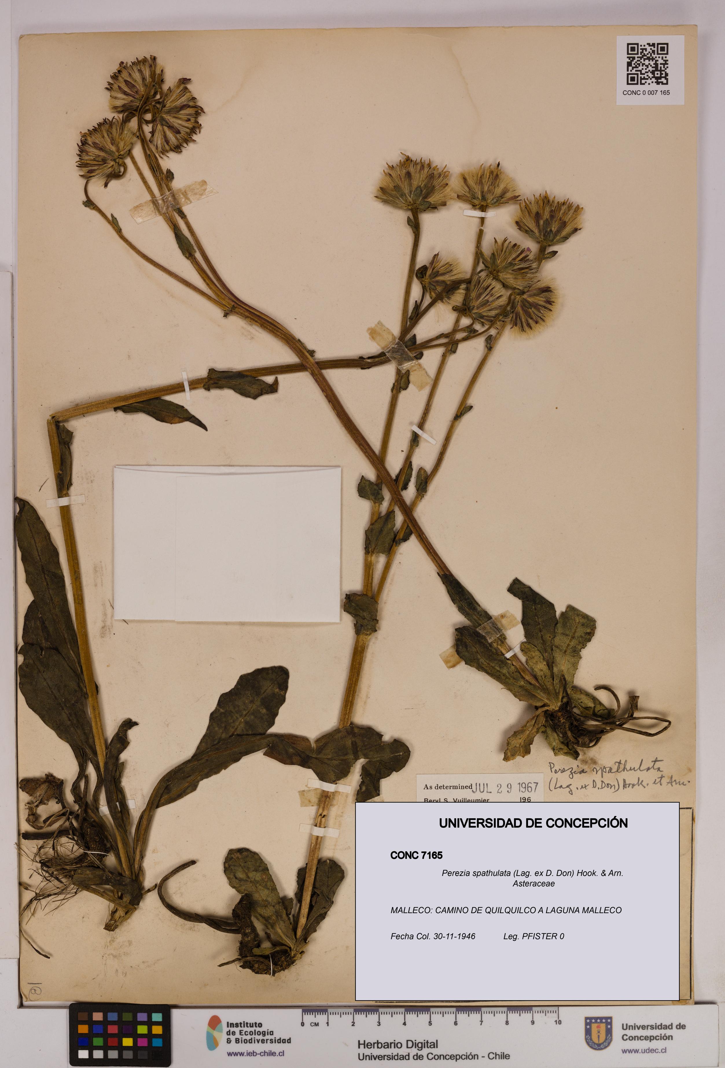 Perezia spathulata [Espécimen: UDEC:CONC:0007165]