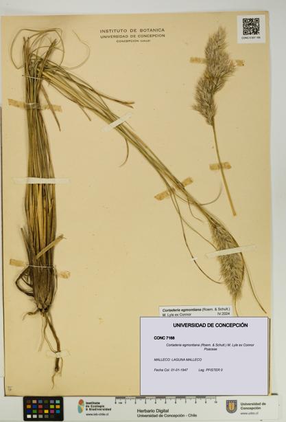 Cortaderia egmontiana [Espécimen: UDEC:CONC:0007168]