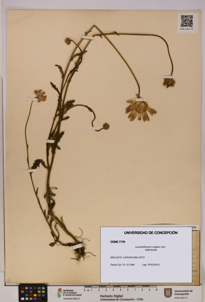 Leucanthemum vulgare [Espécimen: UDEC:CONC:0007170]