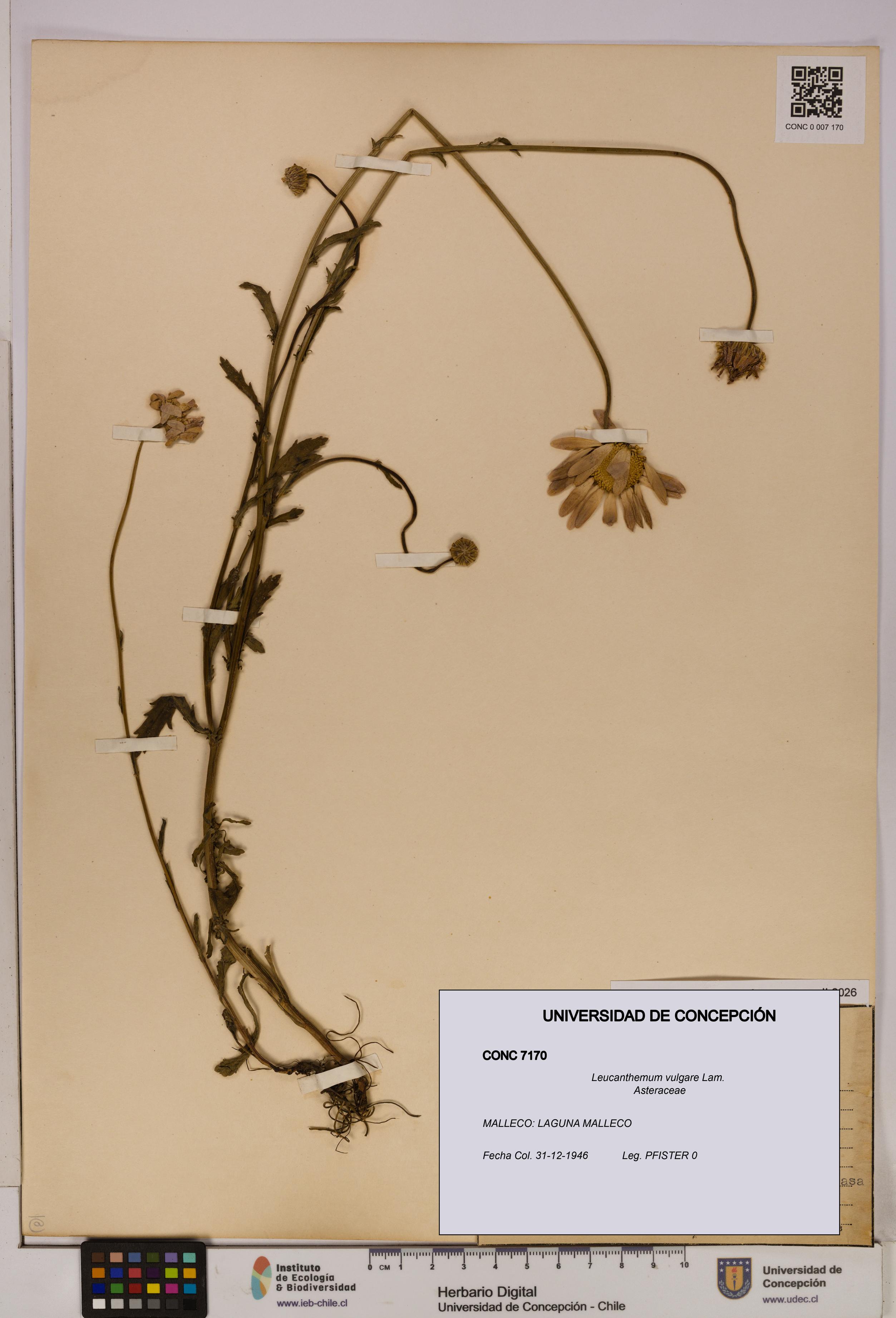 Leucanthemum vulgare [Espécimen: UDEC:CONC:0007170]