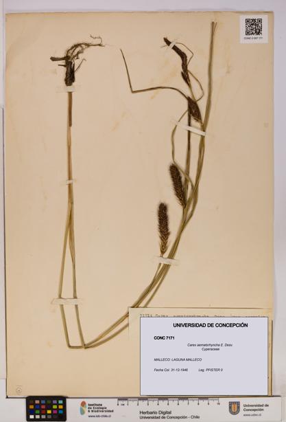 Carex aematorhyncha [Espécimen: UDEC:CONC:0007171]