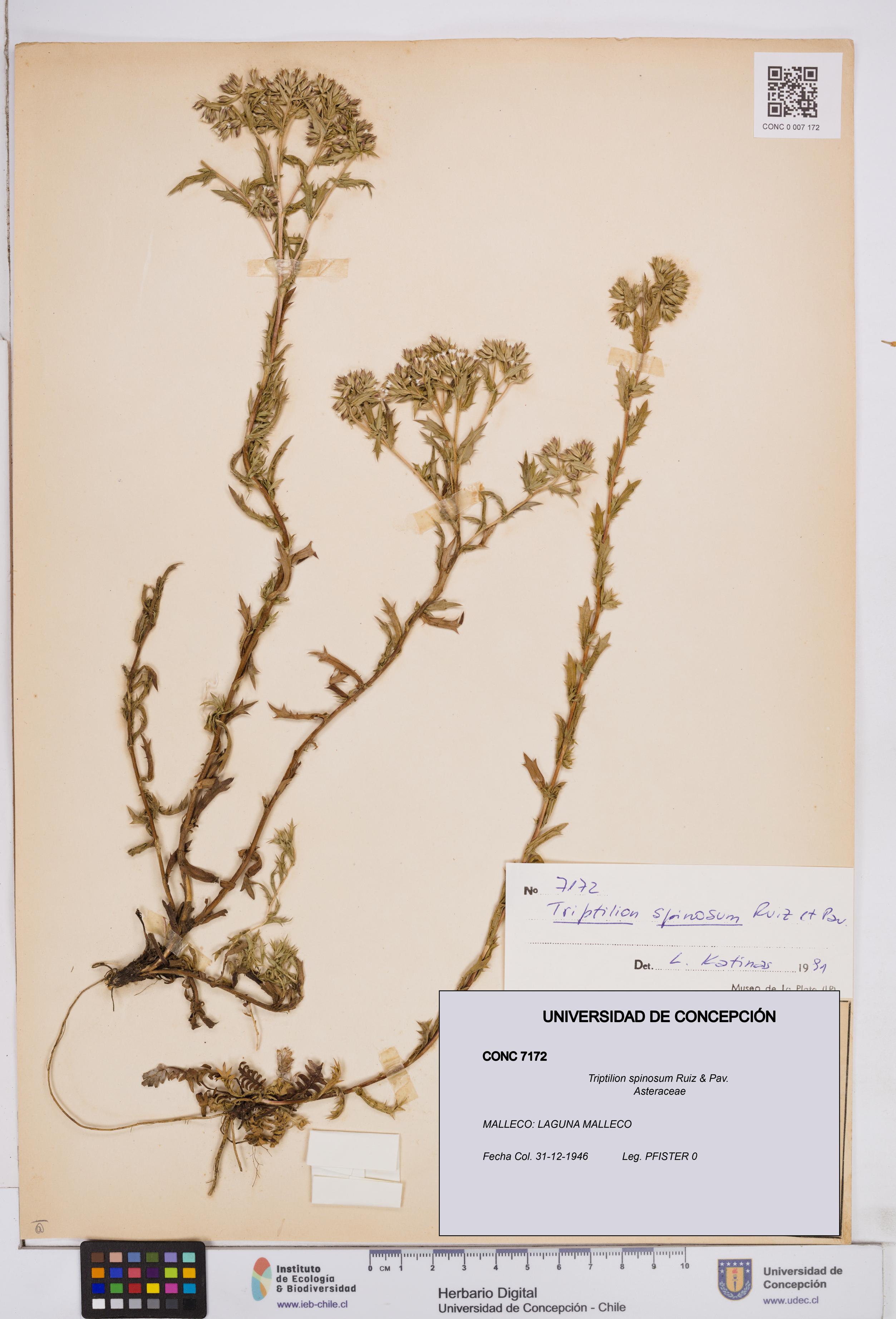 Triptilion spinosum [Espécimen: ]