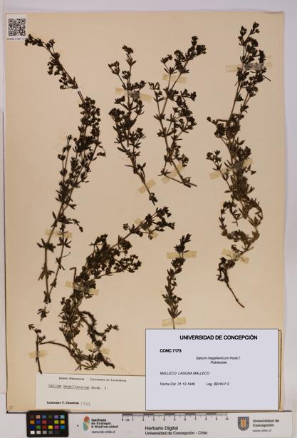Galium magellanicum [Espécimen: UDEC:CONC:0007173]