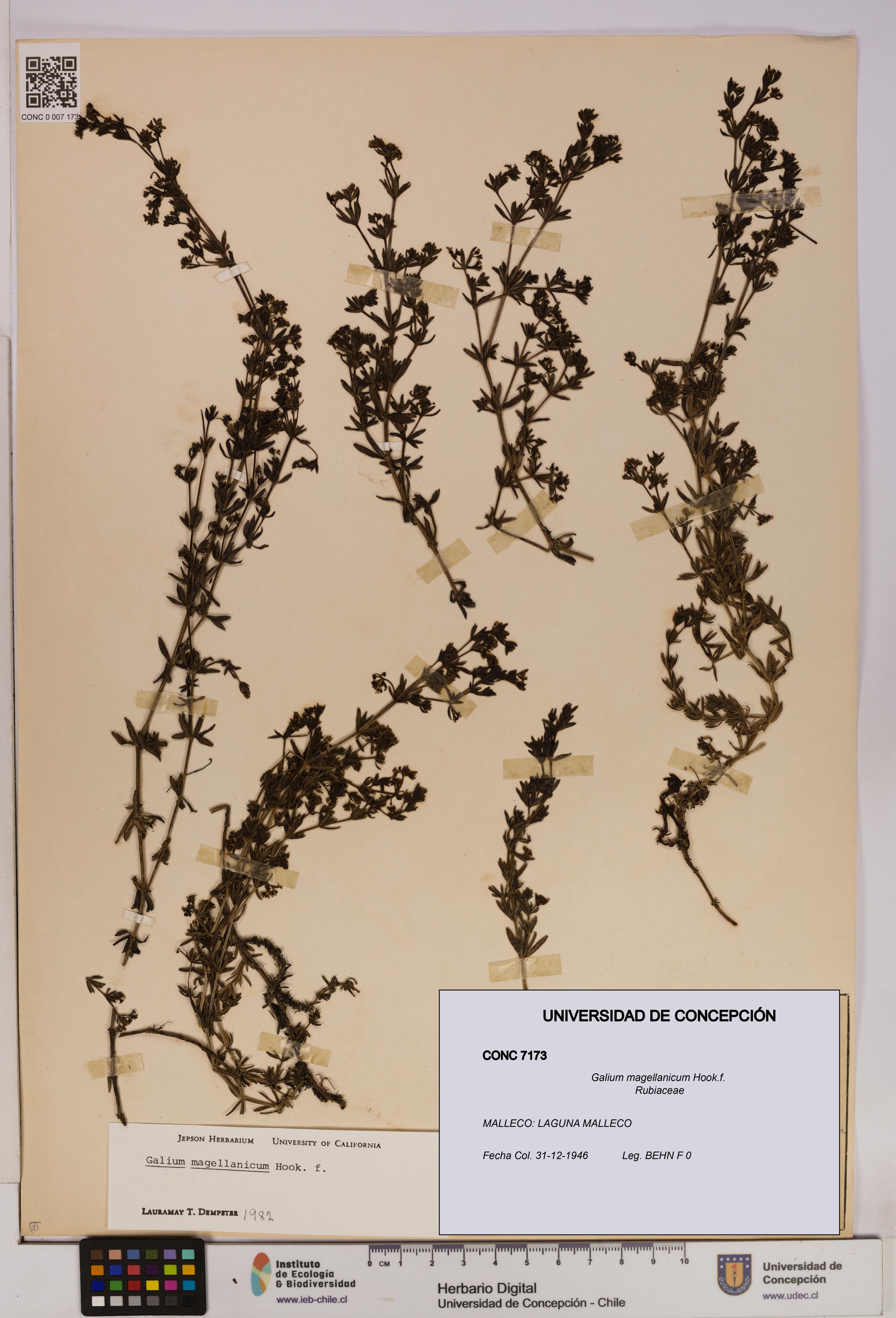 Galium magellanicum [Espécimen: UDEC:CONC:0007173]