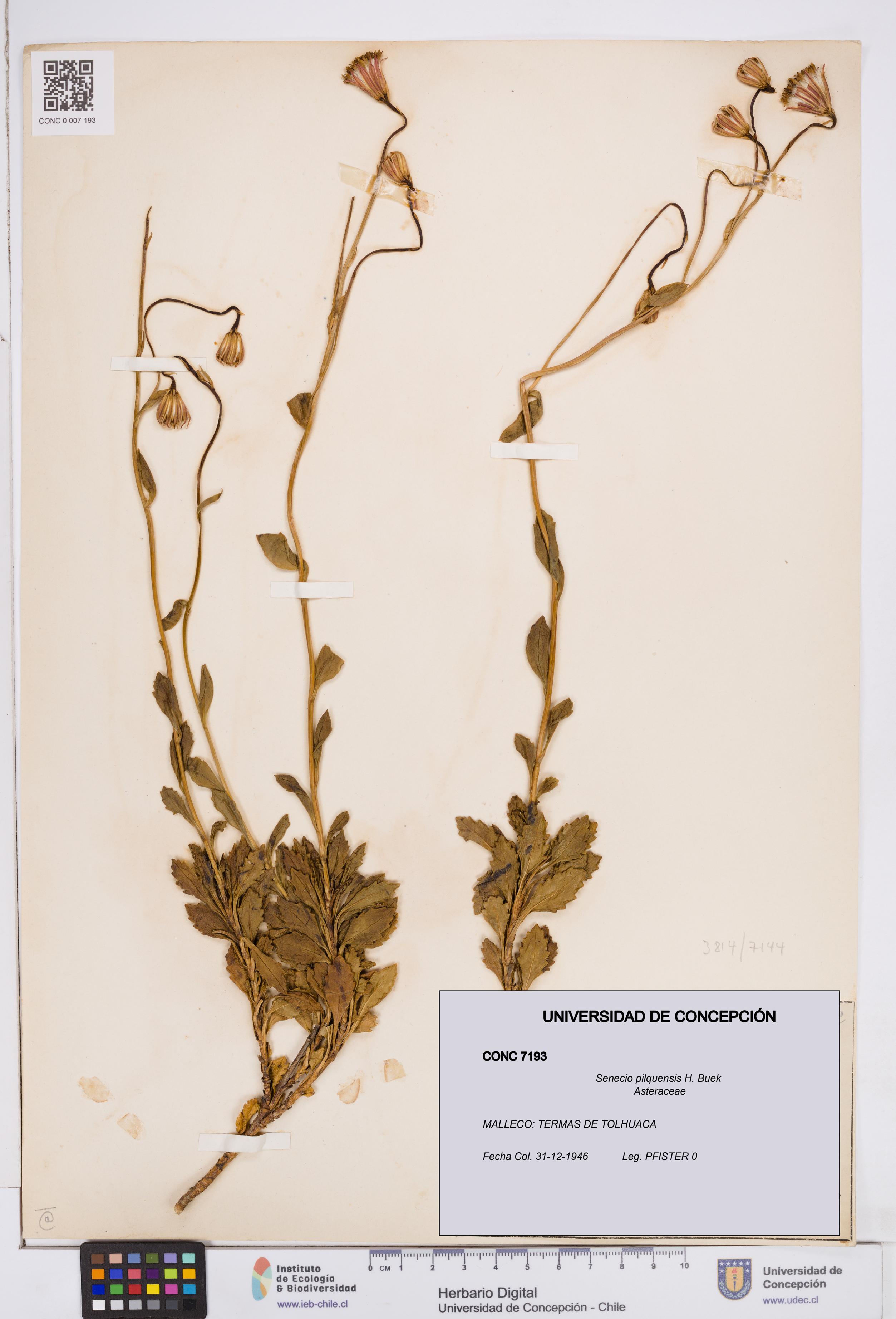 Senecio pilquensis [Espécimen: ]