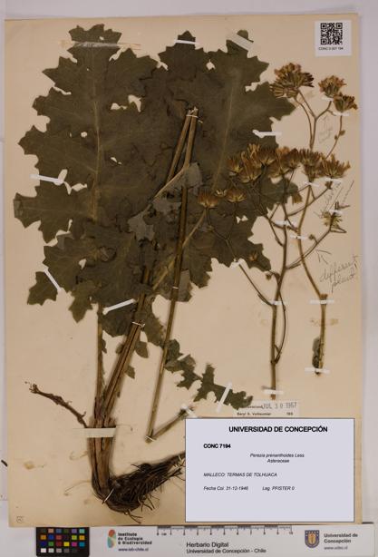 Perezia prenanthoides [Espécimen: UDEC:CONC:0007194]