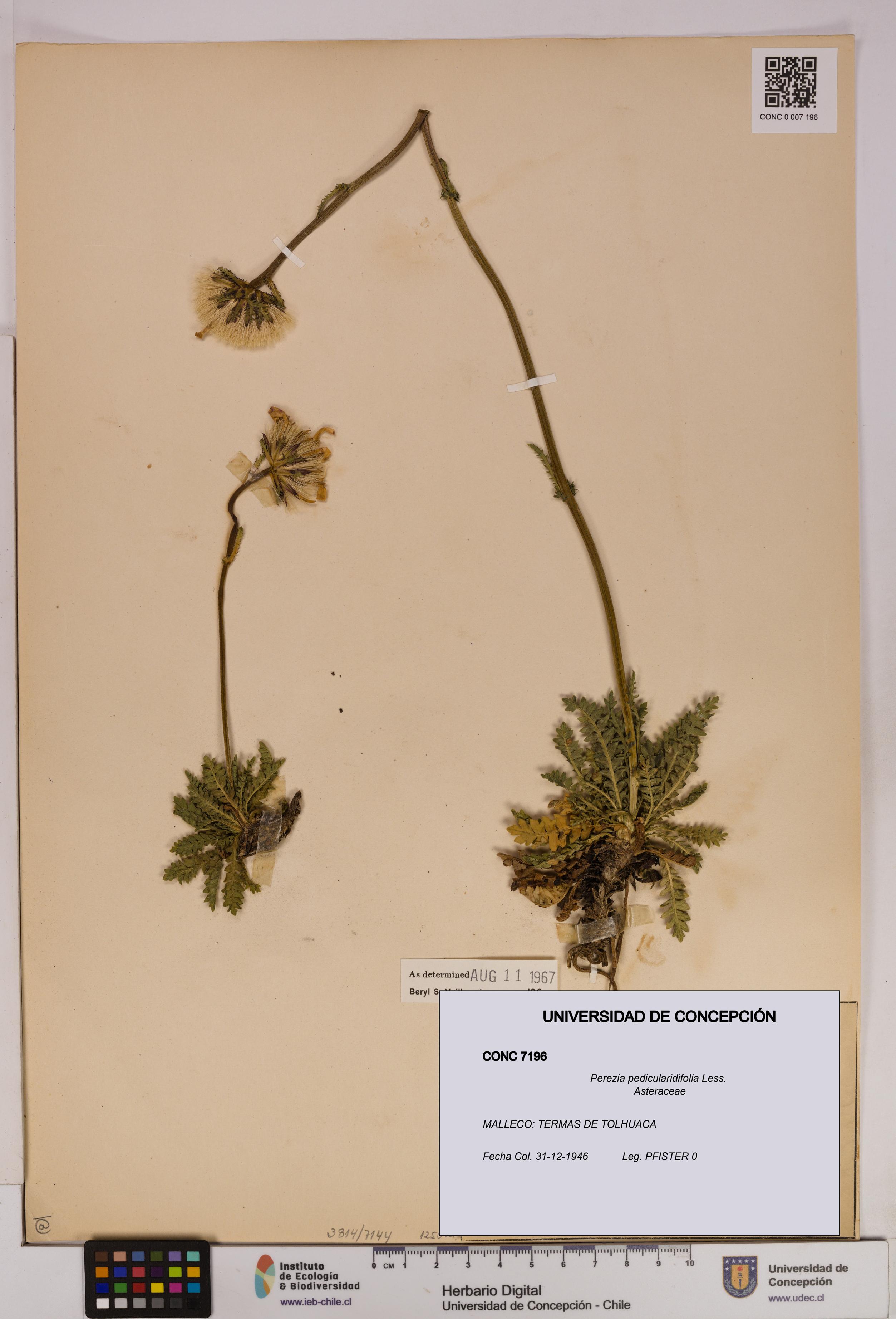 Perezia pedicularidifolia [Espécimen: UDEC:CONC:0007196]