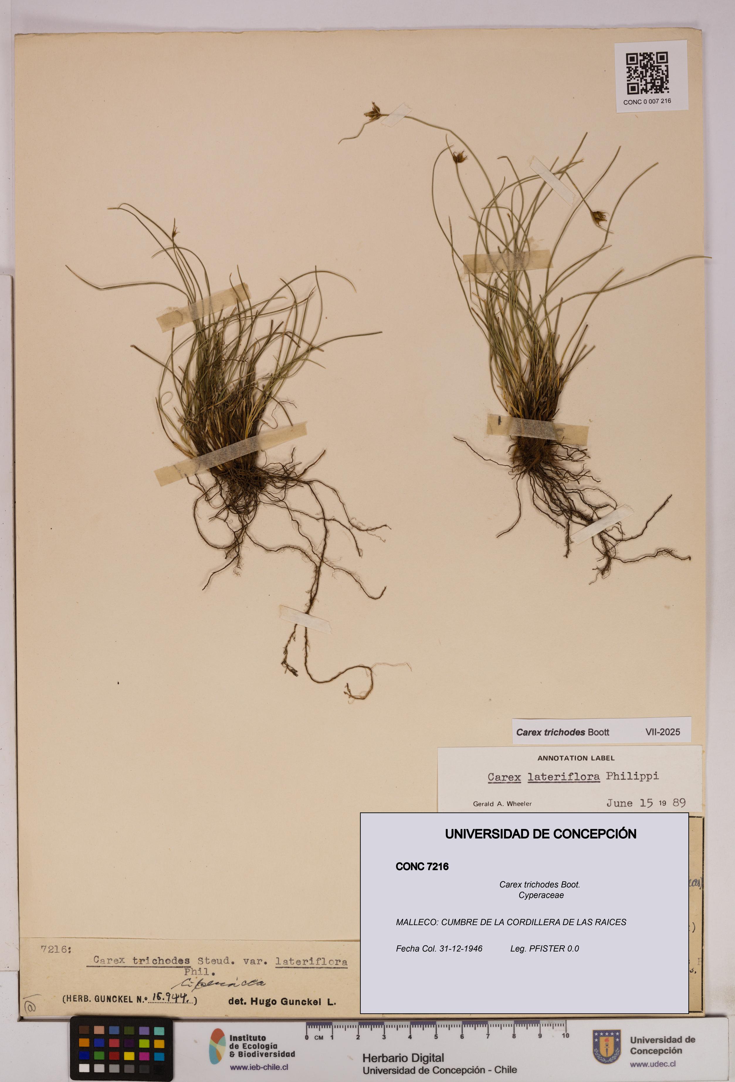 Carex trichodes [Espécimen: UDEC:CONC:0007216]