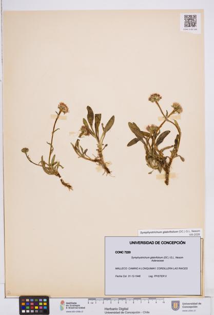 Symphyotrichum glabrifolium [Espécimen: ]